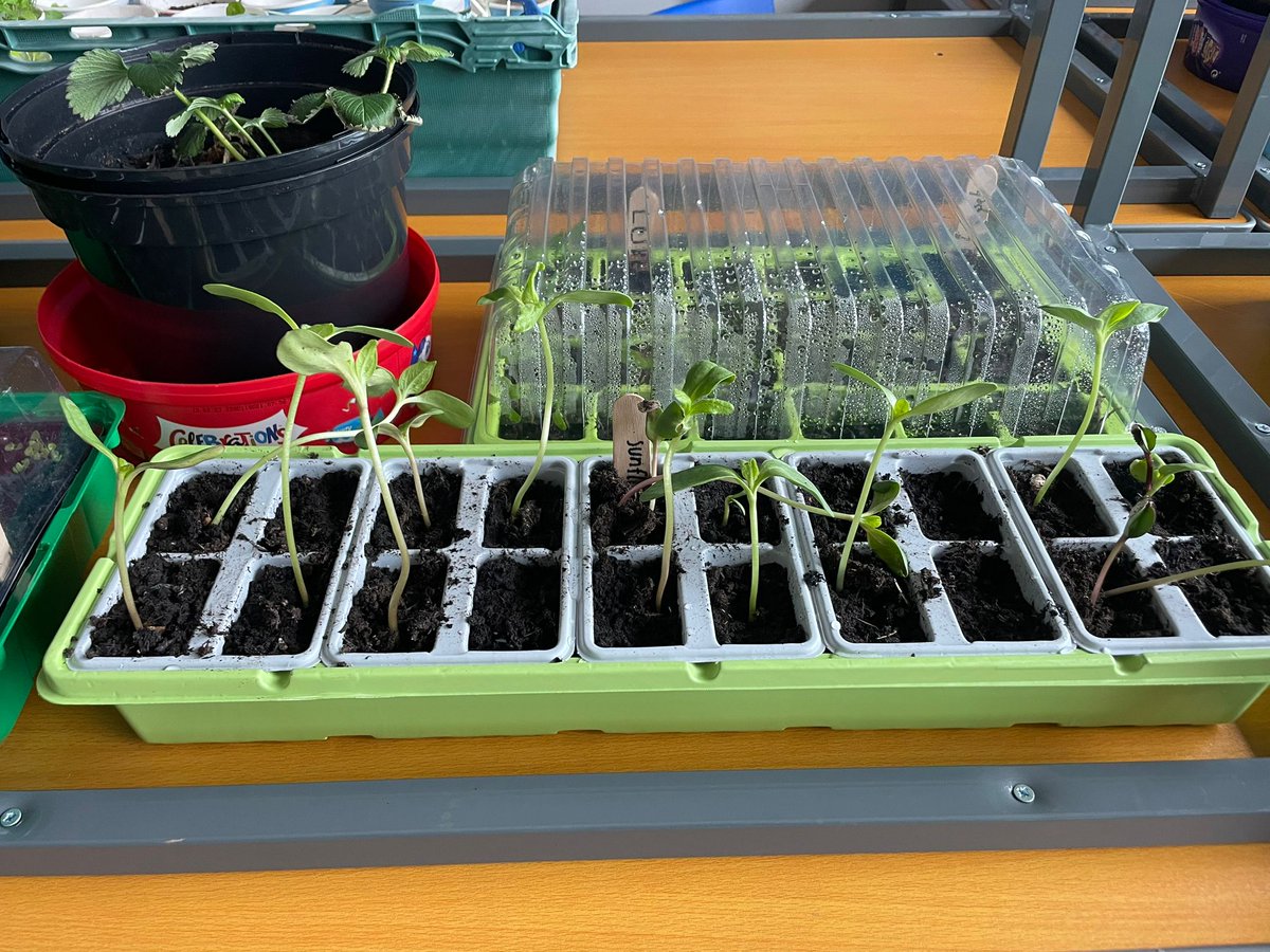 Gnmgreenteam's tweet photo. Easter holidays are always a bit of disruption to our growing seedlings. We have made it easy for the chief hydration technicians &amp; gathered some of the seedlings around the school! @GreenSchoolsIre @AgriAware @giyireland @TramoreEcoGroup https://t.co/hcvMZKrLiJ