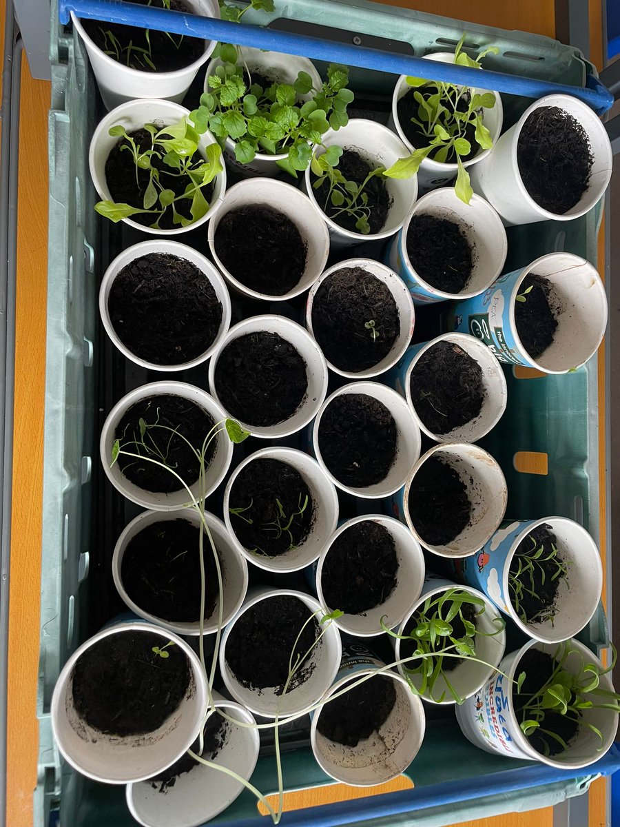 Easter holidays are always a bit of disruption to our growing seedlings. We have made it easy for the chief hydration technicians &amp; gathered some of the seedlings around the school! <a href="/GreenSchoolsIre/">Green-Schools</a> <a href="/AgriAware/">Agri Aware</a> <a href="/giyireland/">GIY</a> <a href="/TramoreEcoGroup/">Tramore Eco Group</a>