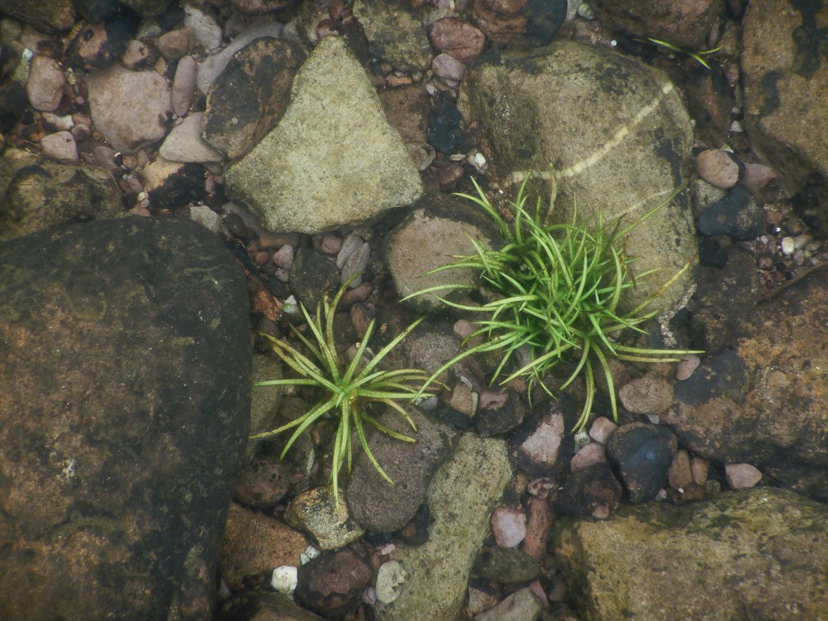 EPA Catchments tweet media