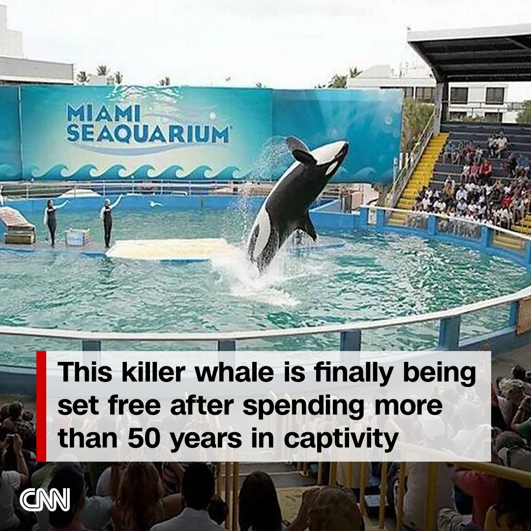 The killer whale known as Lolita was taken from the ocean in 1970. But now the whale will be flown across the country and housed in a natural sea pen in Washington state, where it will be monitored and taught to fish after decades of being fed by handlers. cnn.it/40nhOrT