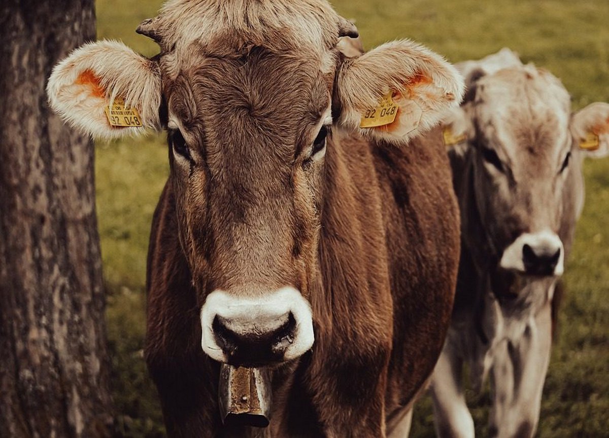 jondaxcooke's tweet image. Read these tips from #DaxCooke before buying livestock! techbullion.com/things-to-look… 

#BuyingLivestock 
#LivestockTips