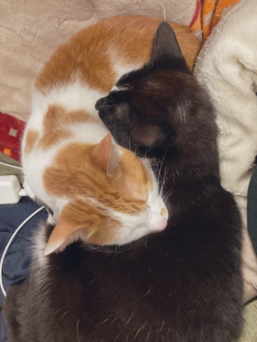 お互いを枕にしがち猫 