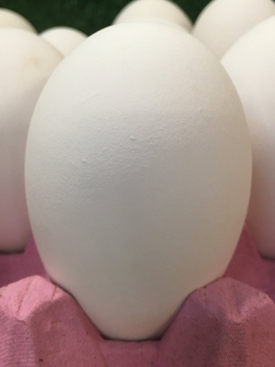 It is Reading Farmers' Market this Saturday (1st April) - the last Reading Farmers’ Market before #Easter!

We will be there with Goose Eggs!!

#Reading #Foodie #Local #Berks #Rdg #RdgUK #InRdg #ReadingUK #Market #Eggs #Local