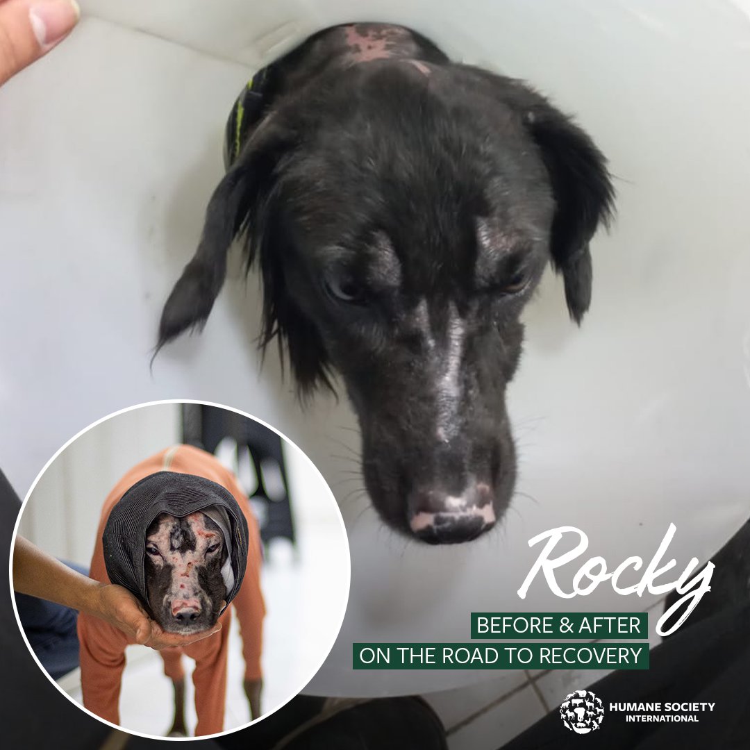 Humane Society International on Twitter "Rocky was among the thousands