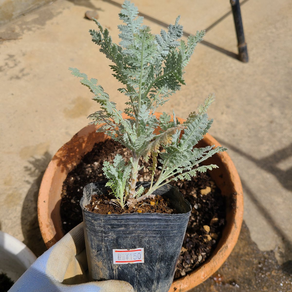 SaeCue's tweet photo. ずっと欲しかった #シルバーレース 購入し、鉢植えに🍃
去年買ったシロタエギク(ダスティミラー)にお友達ができました🎵

 #silverlace #silverlacebush #silverfeather #タナケツム
#シロタエギク #ダスティミラー #シルバーリーフ #dustymiller https://t.co/7wfES0bRE7