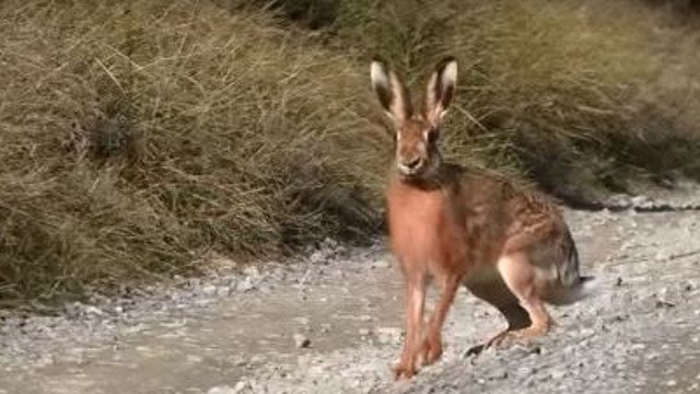 Jaime_la_Chasse's tweet photo. La chasse du lièvre, animal intelligent, rapide et plein de malice, offre un défi captivant aux passionnés de cette tradition ancestrale. Les chiens courants, acteurs principaux de cette chasse, sont spécialement sélectionnés et entraînés pour leurs

https://t.co/66xgph8fgN https://t.co/OsgJXzXRwc