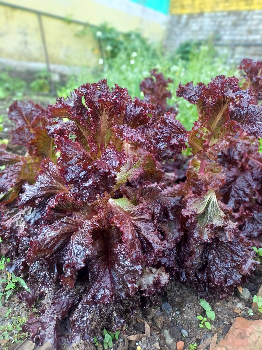 manu_panwar's tweet photo. From the #daycare #kitcgengarden - 
Red Lead Lettuce https://t.co/aaSeguICk8