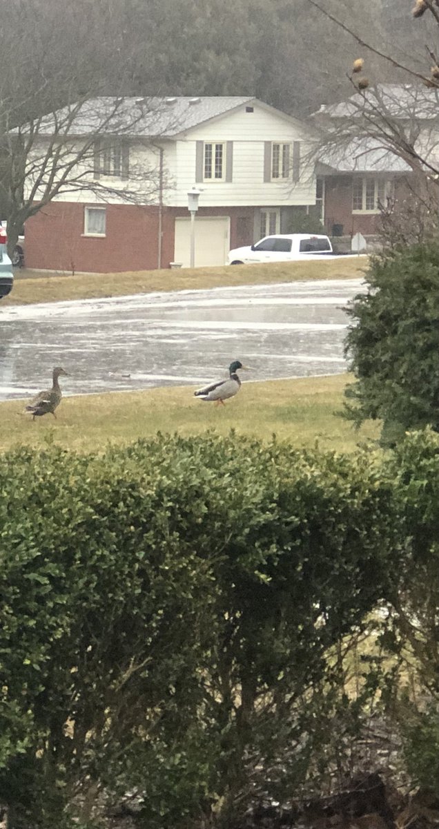 StSebSharks's tweet photo. It is raining so much the ducks are coming to visit in the hill!! https://t.co/Y6GvrZs3wK