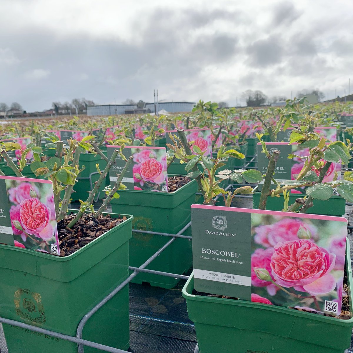 OrionFutureTech's tweet photo. Spring rose growth is looking great, although the weather is playing havoc with timings for #chelseaflowershow and #aphids are out and about! #britishrose #siliconinhorticulture https://t.co/MeAgNKCrrO
