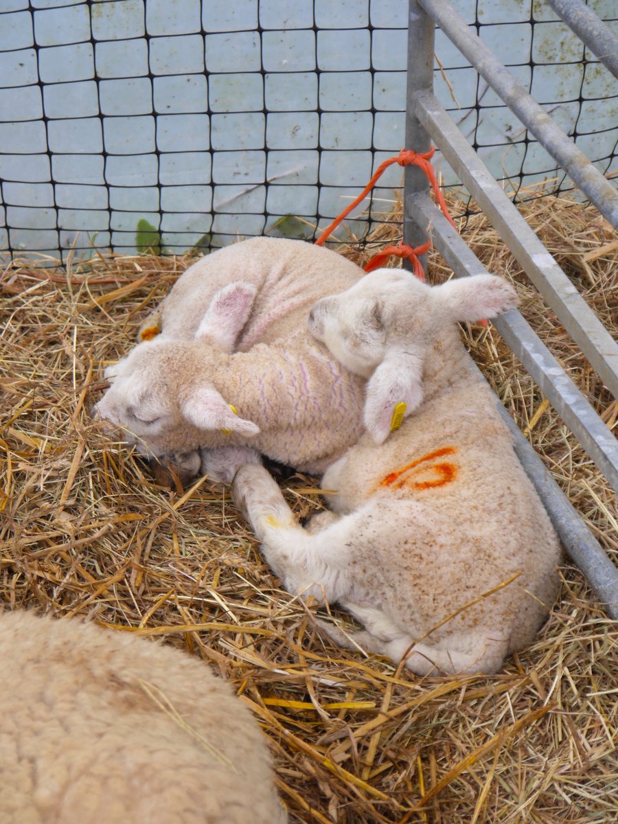 Tomorrow is the first day of our lambing event 😍 🐑 £3 per person and under threes are free. Please be mindful of the weather - wellies and waterproofs are recommended! 10 AM till 4 PM (last entry 3:30). Pregnant women should NOT attend this event.