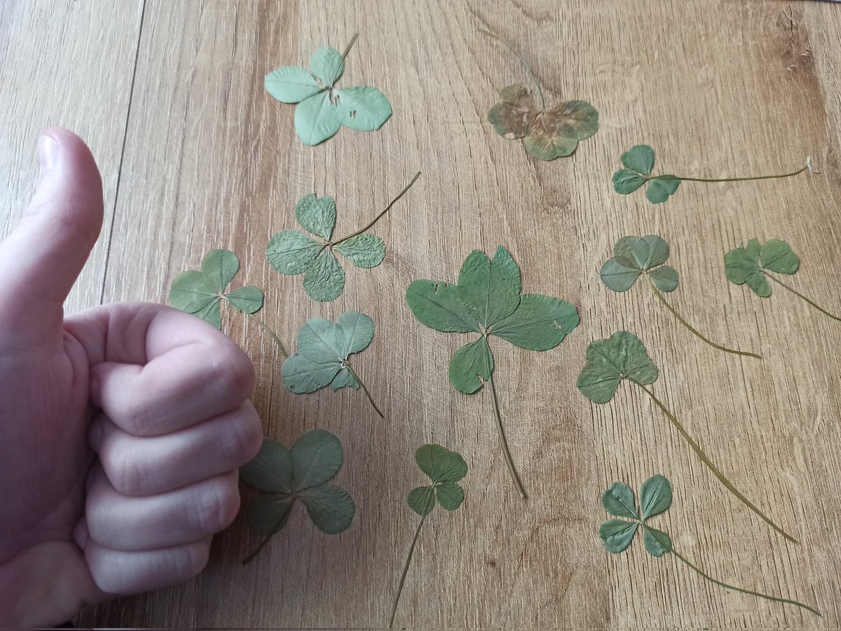Yuruink's tweet photo. @AceTerrarian GOOD LUCK!!
Take some power from my four-leaf clovers 🍀 https://t.co/gpPuv6vYLC