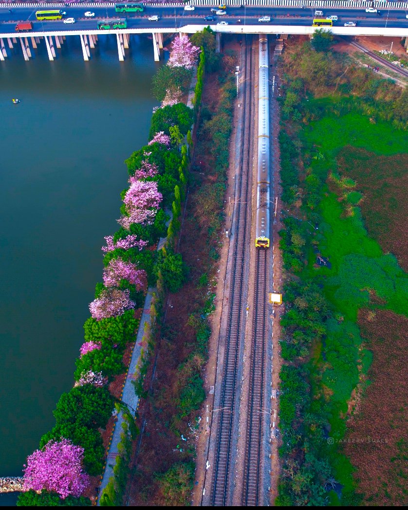 jakeervisuals's tweet photo. Pink Trumpets🌸 of Bengaluru 🩷🩷
___
📍 BenniganahalliLake, Tinfactory
 #pink#cherryblossom #pinktriumph #cherryblossoms #springsummer #springflowers #springbengaluru #nammabengaluru #bengaluru#nammakarnataka #karnataka #karnatakaworld  #IncredibleIndia #pinkbengaluru https://t.co/BKRcvrgssA