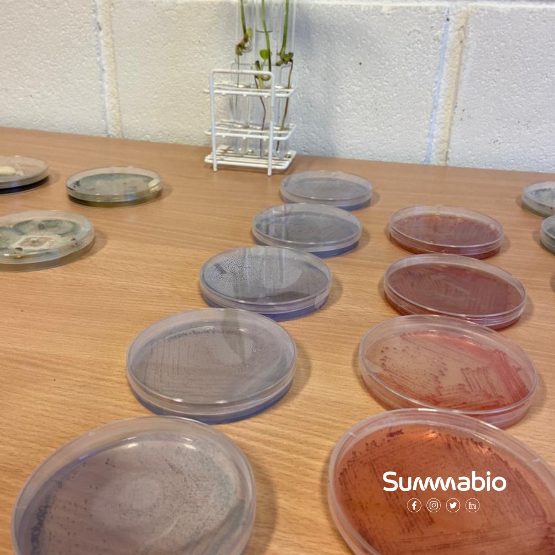 Summabio tweet media