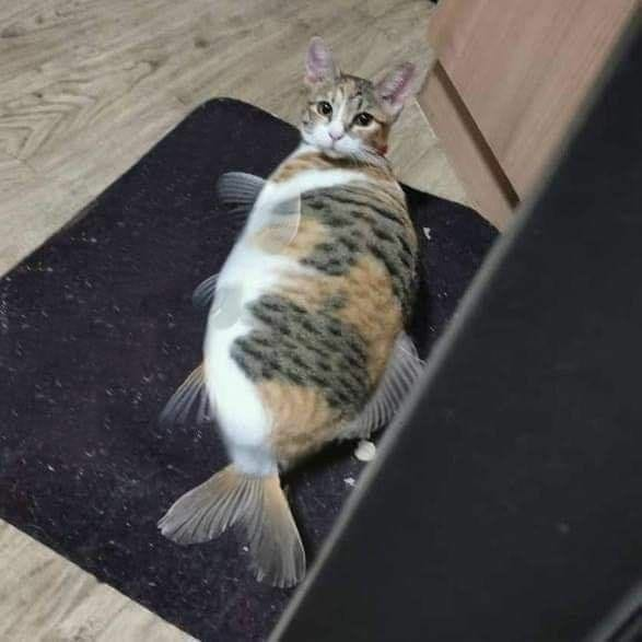 TranslatedCats's tweet photo. Let me ask, friends. What is this? https://t.co/fWkMvxxmA9
