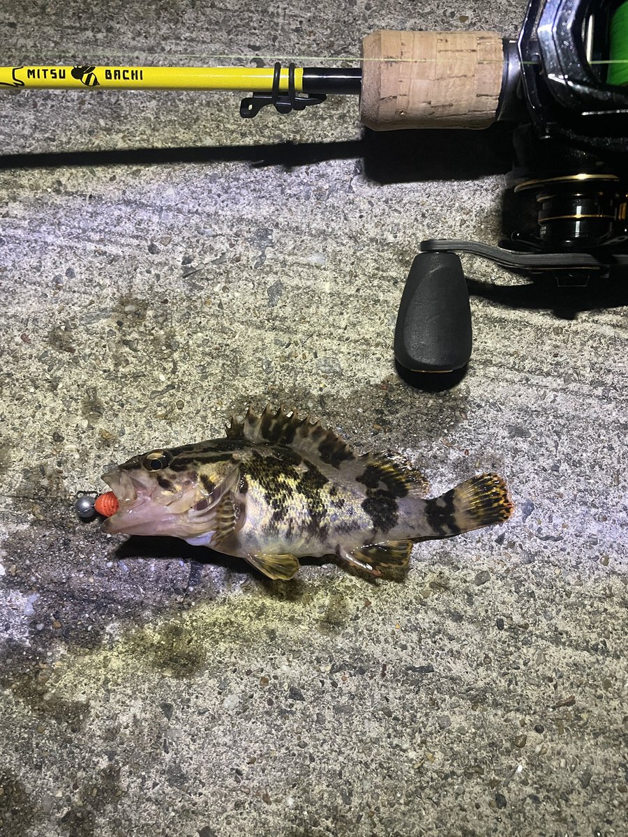 kazz_salt_right's tweet photo. 今日もスイングインパクトのデルタクローが強かった🎣

SPM65の初釣果？は超マイクロ稚魚でした😆メバル？🤔？

#スイングインパクト
#SPM65
#バズり鱒
#alcbf7 https://t.co/7Flu6Go3Rz