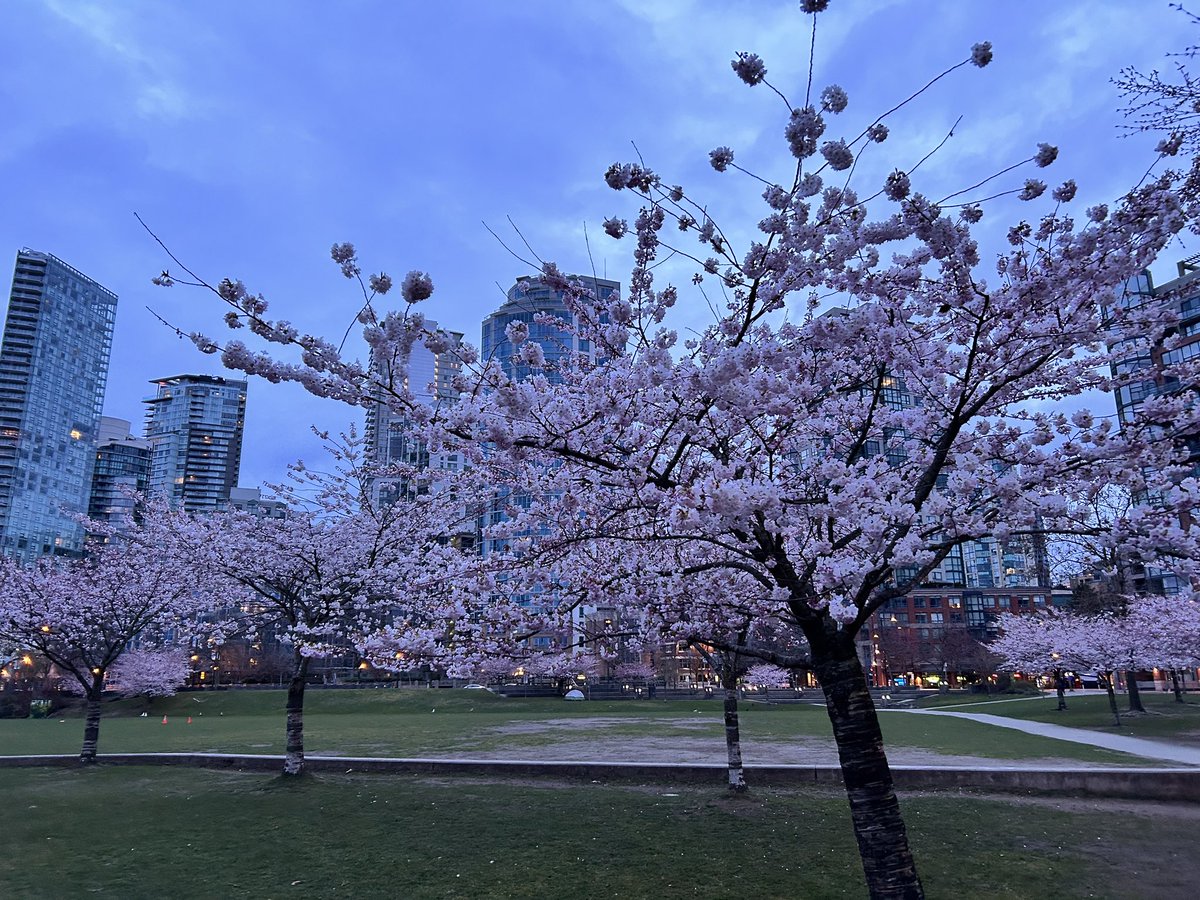 Blooms are popping and still no rain on the seawall 🌸 @CBCGloria @CBCEarlyEdition