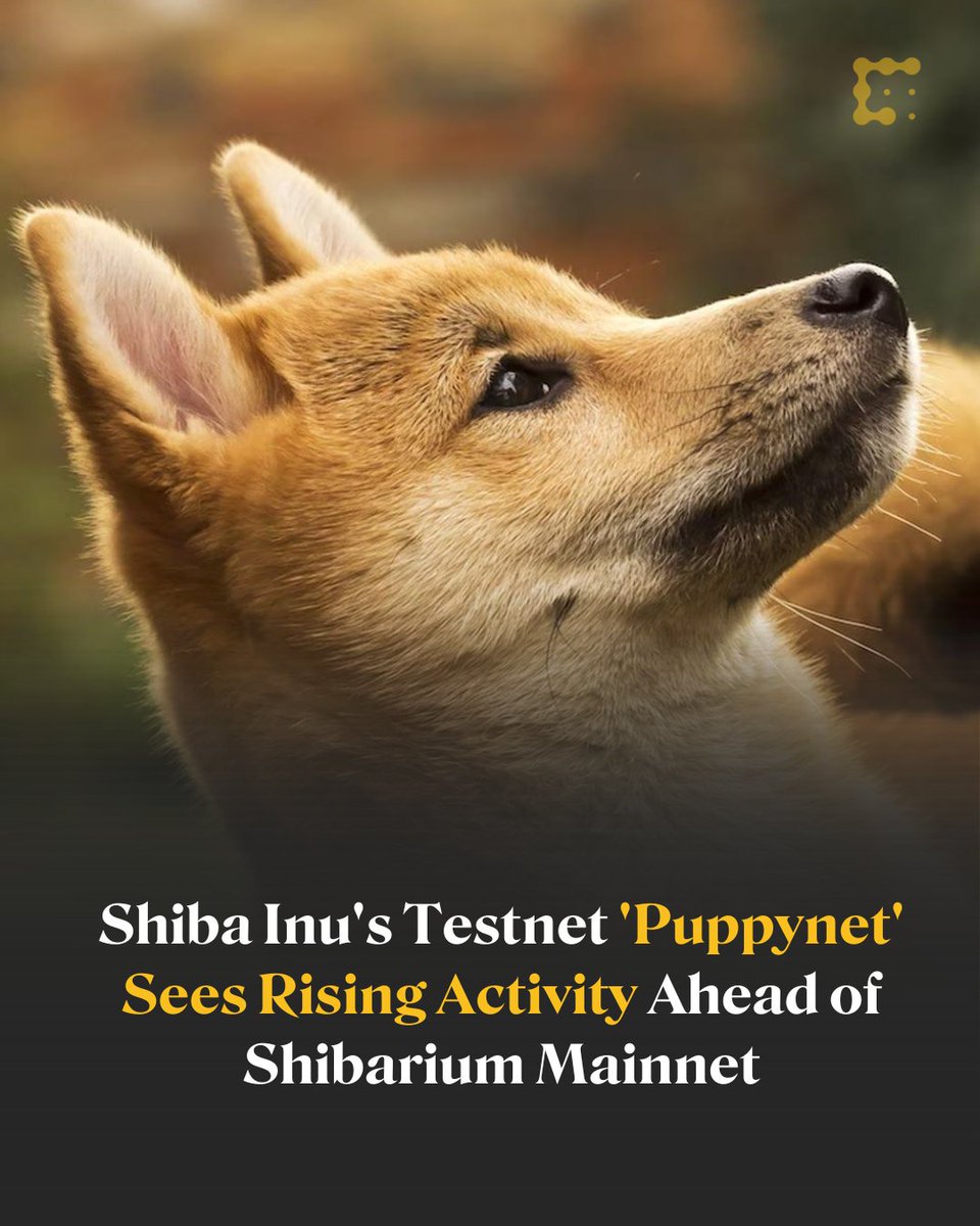 CoinDesk's tweet photo. .@ShibariumNet's native testnet, Puppynet, has processed more than 700,000 transactions from just under 200,000 unique wallets.

While Puppynet's activity has been brisk so far, upcoming features may boost the value of tokens $SHIB and $BONE.
https://t.co/R8TZ9298y5 https://t.co/Op9d5xPmMH