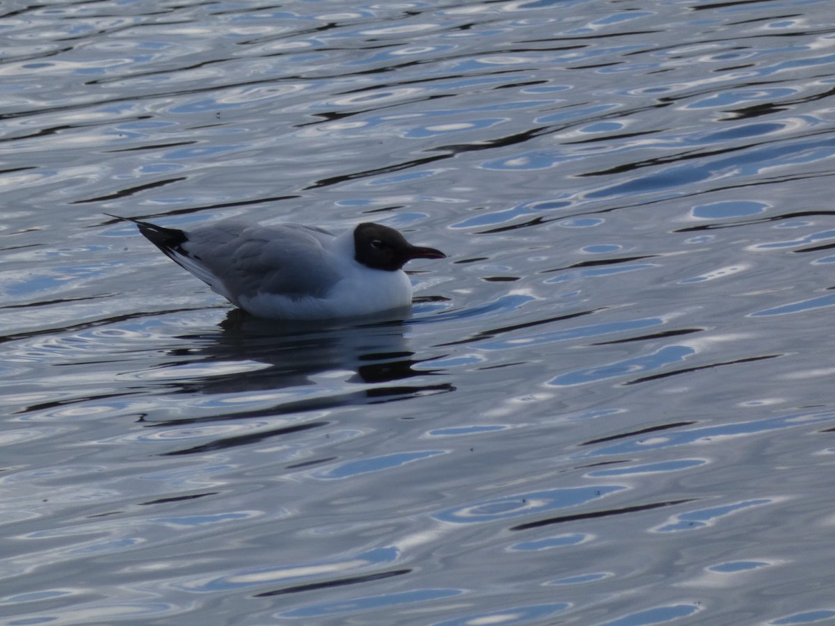 LowtonDelboy's tweet photo. Always something about at Pennington Flash nr Leigh  #wildlifephotography https://t.co/xFY3Yq6a70
