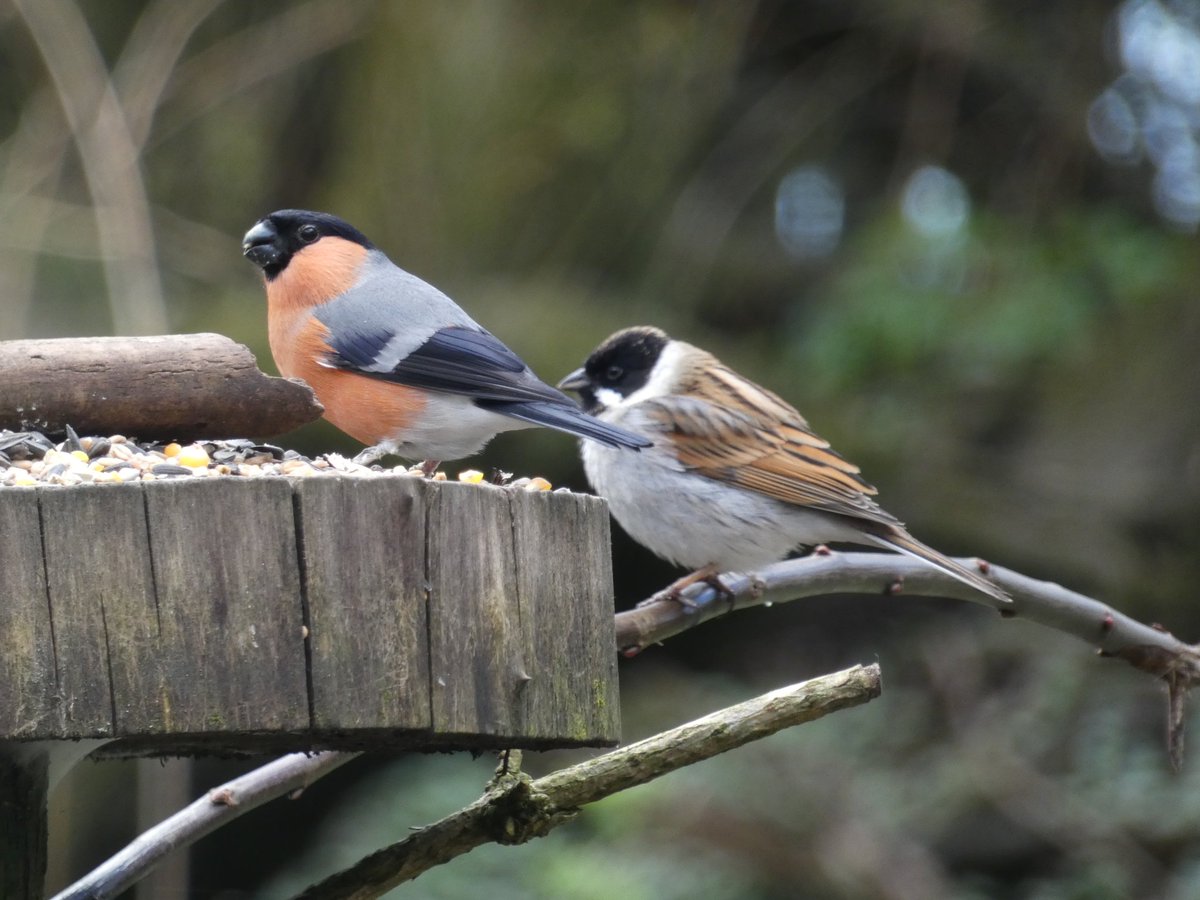 LowtonDelboy's tweet photo. Always something about at Pennington Flash nr Leigh  #wildlifephotography https://t.co/xFY3Yq6a70