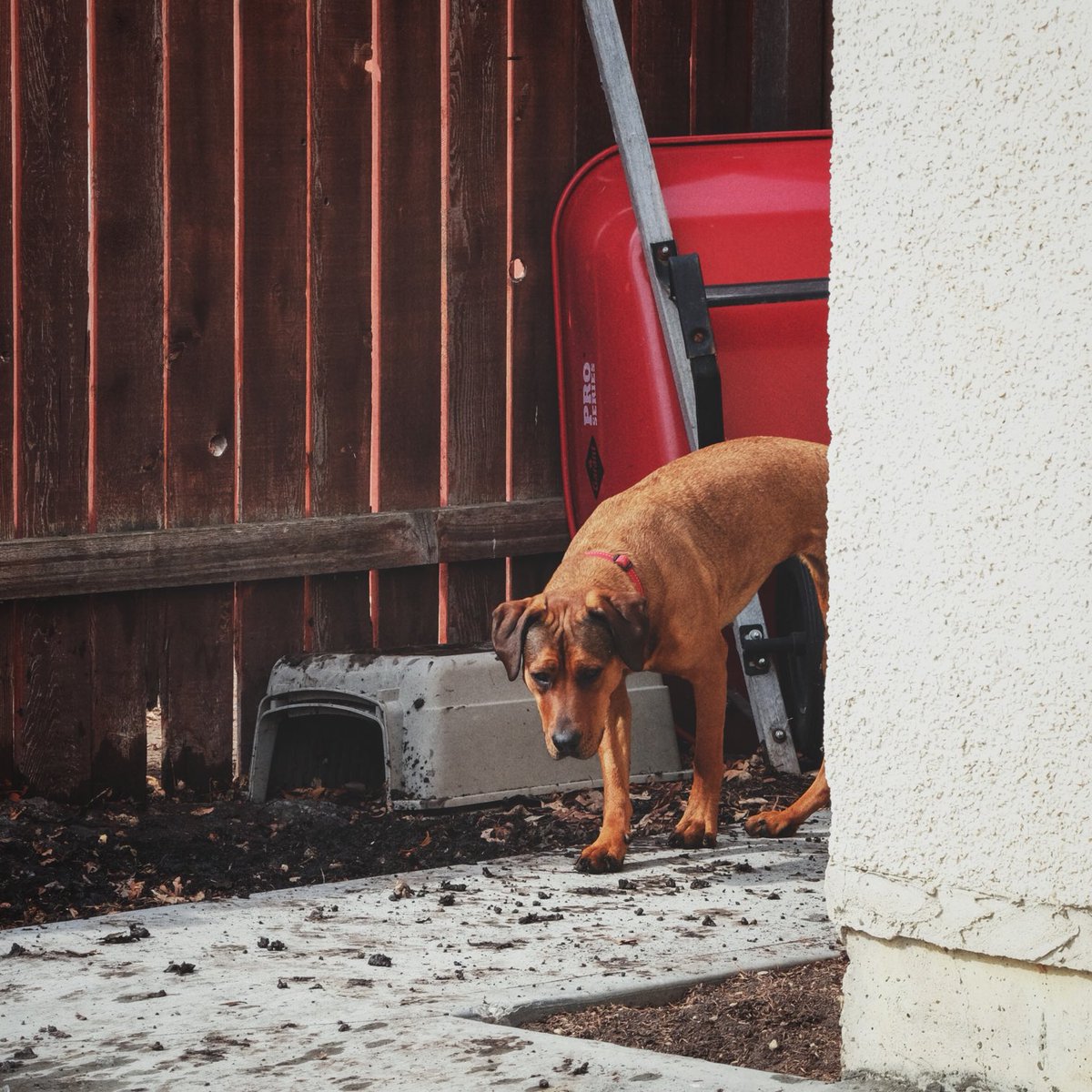 dbratle's tweet photo. It’s muddy paws time. Oh the fun! #rescuedog #springmelt #yeg https://t.co/78eXY2yYZ4