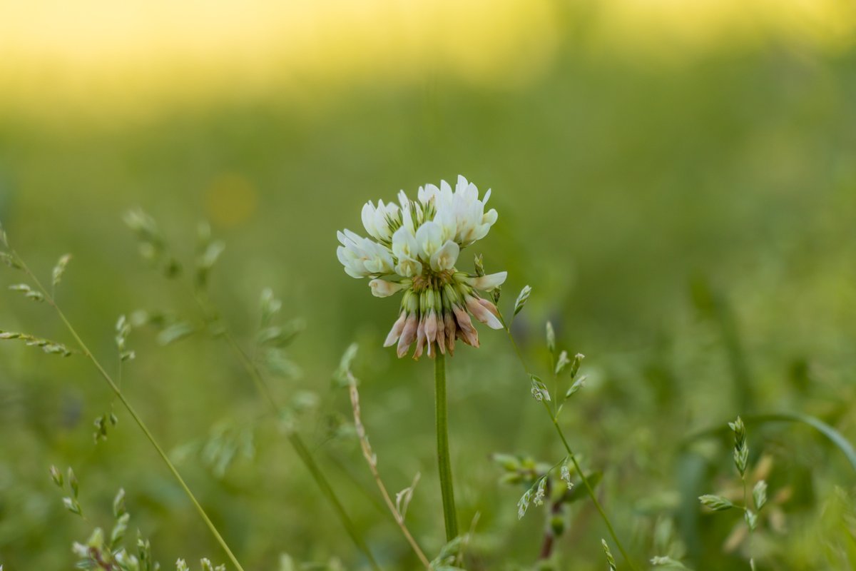 HunterKfptc's tweet photo. Close Up Photography with the #Canon #90D #eos #closeups #photography #nature #flowers #litter #shallowdof #plants https://t.co/qzW5qDdoiX