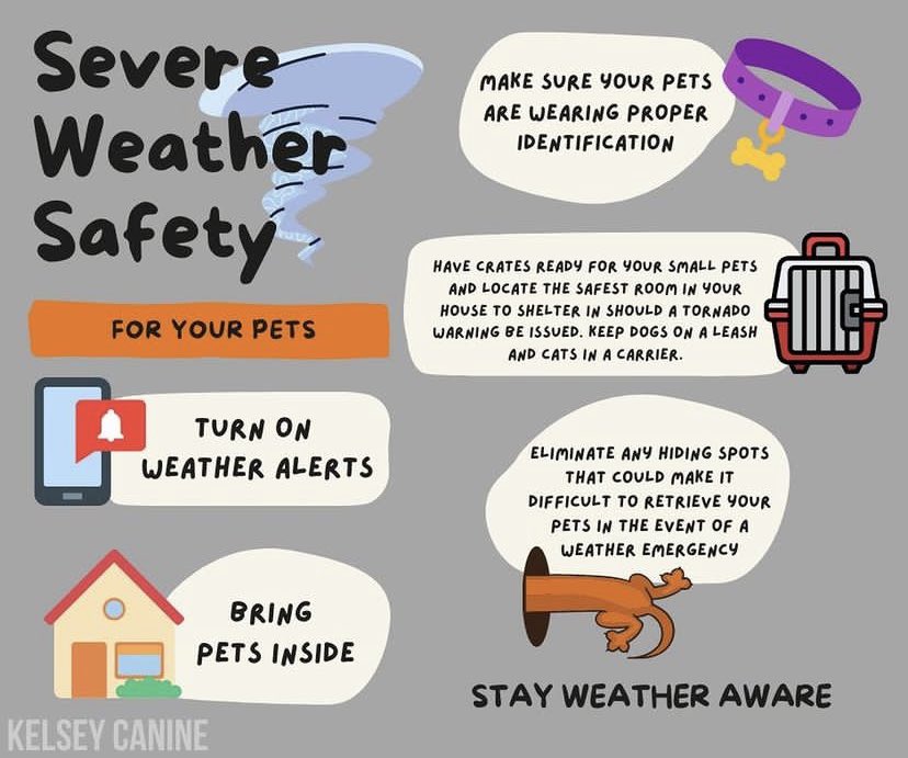 kelseycanine's tweet photo. Spring has sprung and that means severe weather season has begun ⛈️ 

With the threat of severe storms later this afternoon into the evening hours, we want to help you and your pets stay safe! Tune into @NWSMemphis for pupdates. https://t.co/RoL6VnhXAq