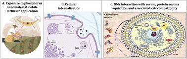 Phosphorus (P) – based nanomaterials (NMs) as fertilisers have been increasing.

New work in #ESAdvances by <a href="/PrasadPushplata/">Pushplata Prasad Singh</a> reports the NMs interaction with human cells.

Read the #OpenAccess work now: rsc.li/3Kn7evv