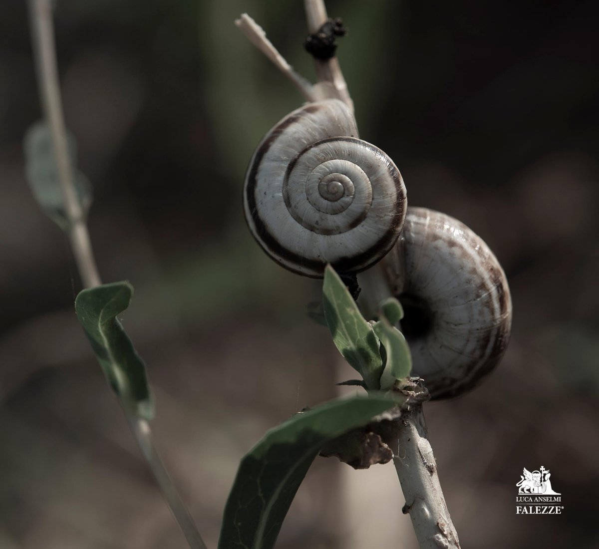 Falezze's tweet photo. Sustainability means respecting the rhythms of nature without asking the vineyards to give more than they can.

🌱🍇

You don’t go organic overnight. It’s a long journey that begins months, years even, before you obtain your certification. https://t.co/wZQxyjpMFc