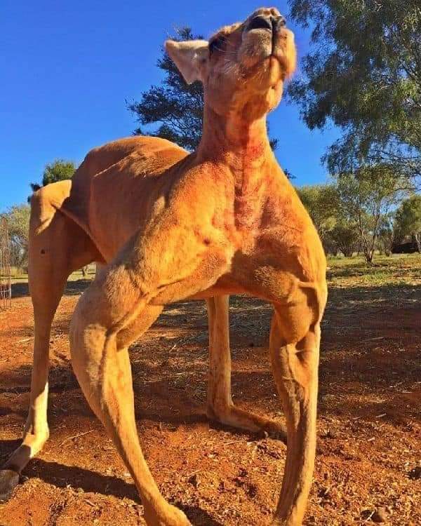 abdoullcam's tweet photo. Le Mali 🇲🇱 compte 21 millions d'habitants et il y a 48 millions de Kangourou en Australie. Si les kangourous décident d'envahir le le Mali, chaque Malien doit combattre 3 Kangourous.
Les Kangourous actuellement : https://t.co/igc7Z3M1QH
