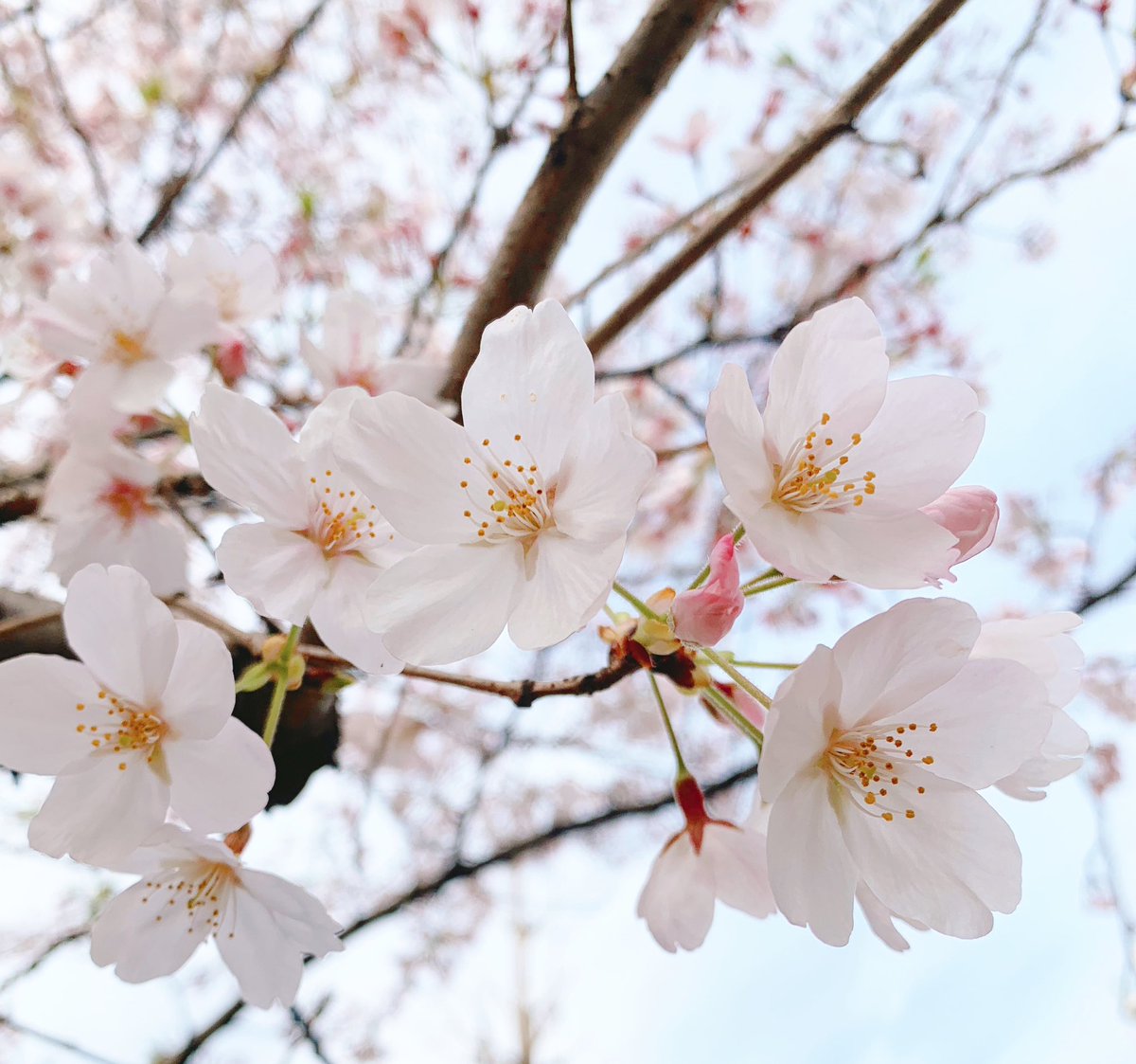 「出勤中に撮った今朝の桜もうだいぶ散りかけてるんですが、これから咲こうとしてる蕾も」|mizuのイラスト