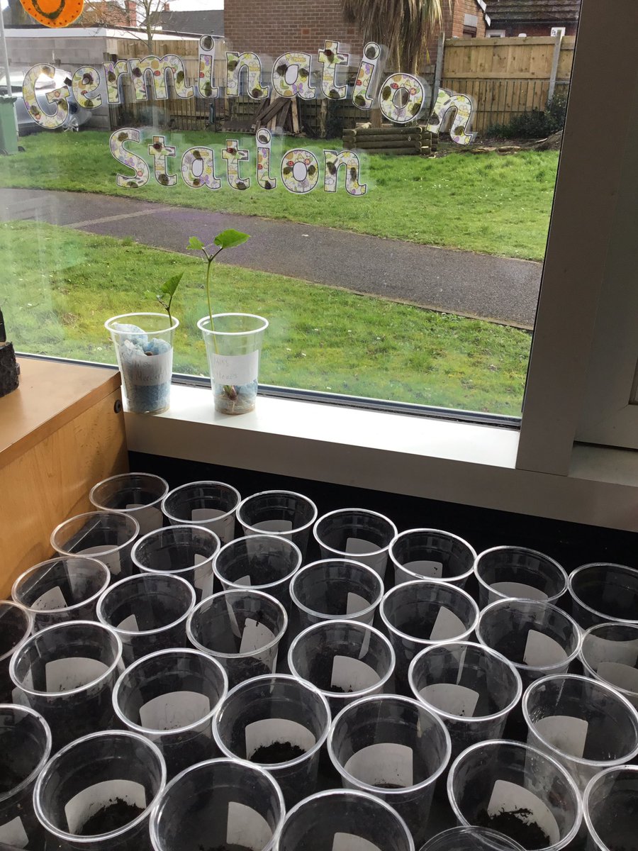Year 1 have been busy ‘beans’ this half term. They have planted their own beans and watched them grow in our Germination Station. All the beans have been sent to their new homes today in time for Easter! We can’t wait to hear how much they grow. <a href="/ecclaneends/">Eccleston Lane Ends</a>