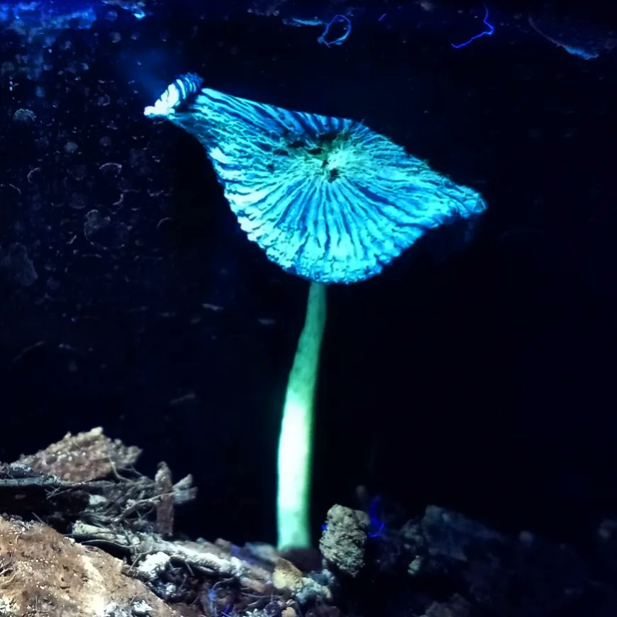 TheConnarchy's tweet photo. @Rainmaker1973 Fluorescent plants and fungi under UV are also very cool, https://t.co/5Kyu1570Gy