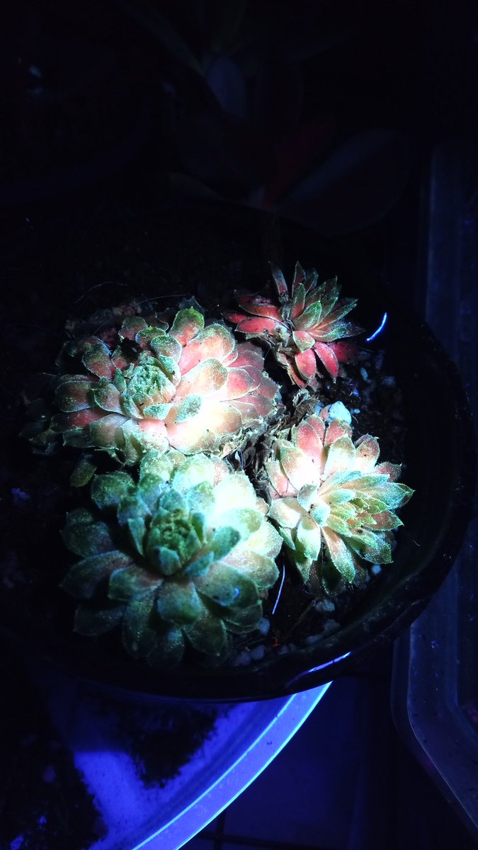 TheConnarchy's tweet photo. @Rainmaker1973 Fluorescent plants and fungi under UV are also very cool, https://t.co/5Kyu1570Gy