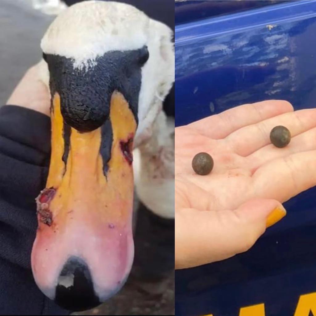 Push for stronger penalties to deter wildlife crime. - Sign the Petition! chng.it/VD2nzDKTkL via <a href="/UKChange/">Change.org UK</a>