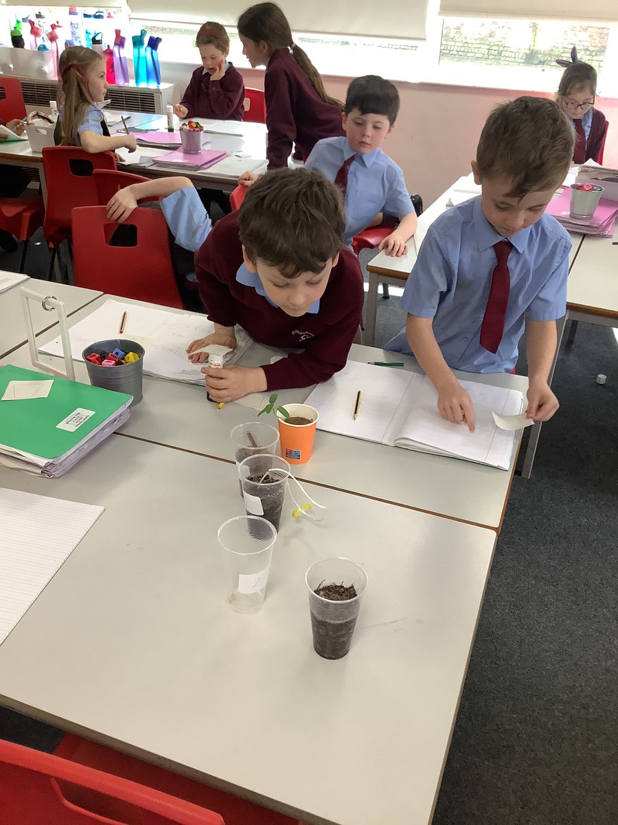 St Charles Catholic Primary Year 2 tweet media