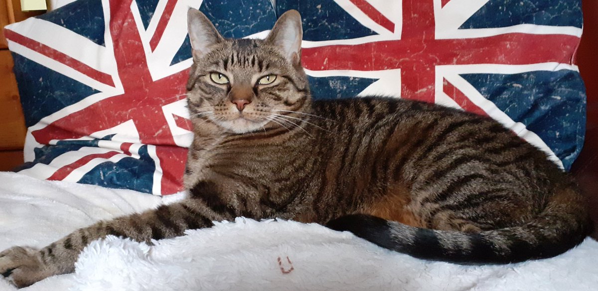 ArnieSwartzPoop's tweet image. Her Royal Highness, Princess Sylvie on her throne