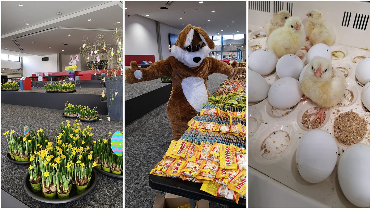 Tradities zoals reikhalzend uitkijken naar de geboorte van 'onze' kuikentjes, uren speuren naar het gouden paaskaartje, 1000 pakjes chocolade uitdelen en genieten van alle paasbloemen,  maken van onze campus een warme thuis. Een topdag!
#thomasmore #wearegeel #hiergebeurthet