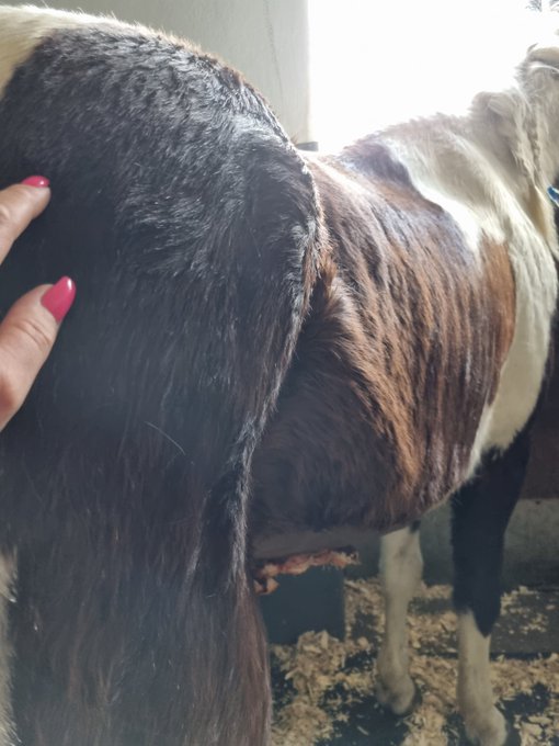 On va remplumer tout &ccedil;a🤞🏻🥰 https://t.co/cgQBBqsgBg<a href="/tag/moissanstabac"class="tags"><span>#moissanstabac</span></a>