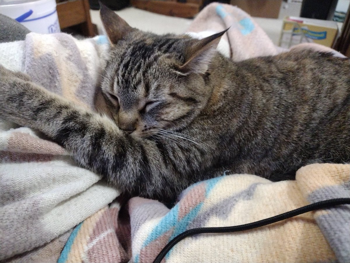 Grandma_sky's tweet photo. Sweet Callie when she's not getting into trouble.Cutest kitty ever. https://t.co/JZ3kK3LXH9