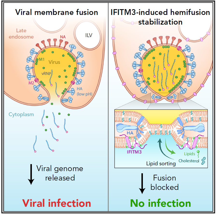 We are very proud to have our work on influenza A virus and IFITM3 by @steffen_kl @GolaniGonen @FabioLolicato @SchwarzUlrich @NickelLab  finally published @cellhostmicrobe See influenza A virus fusion in endosomes by in situ cryo-ET: authors.elsevier.com/a/1gr356t8JEm%…