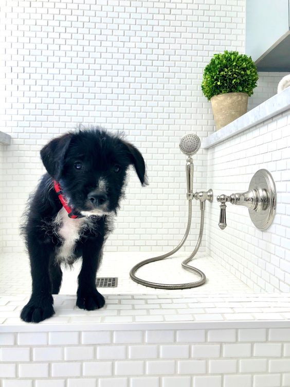 GroomingPMandy's tweet image. Treat your pet to a day of pampering and relaxation with our grooming service! They'll thank you for it! #PetPampering #GroomingBliss