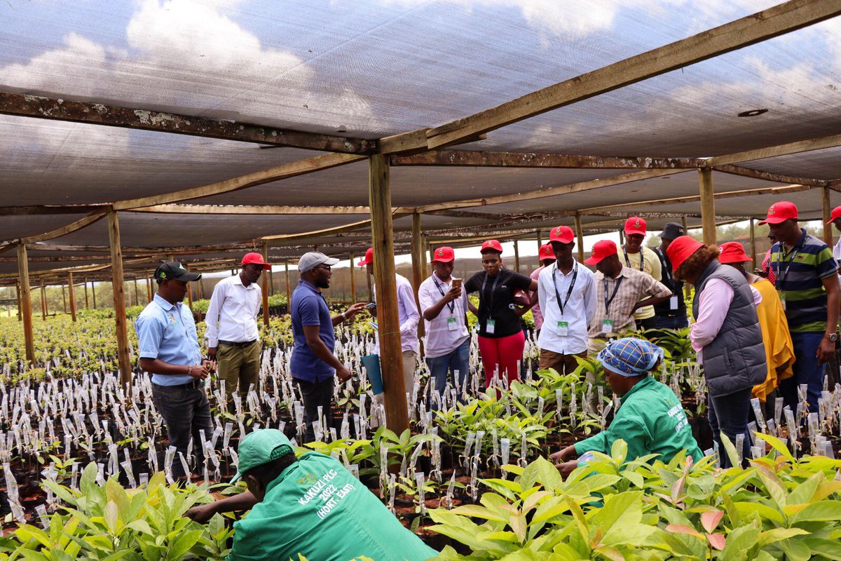 Kakuzi Plc tweet media