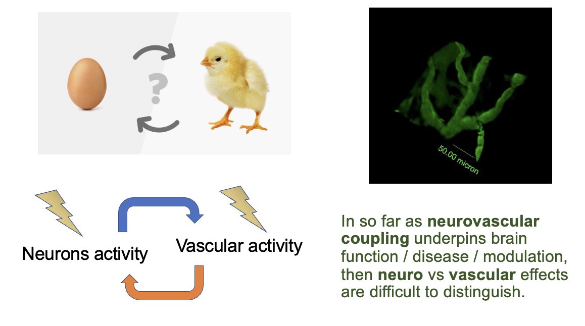MaromBikson's tweet photo. Excited to speak today on "Functional Neuroimaging as the 🗝️Key to Effective Neurostimulation: Neuro-vascular Modulation?" NEBEC 2023 #NEBEC2023 
slides: https://t.co/8F4lnJP91t https://t.co/vtuJXONPMC