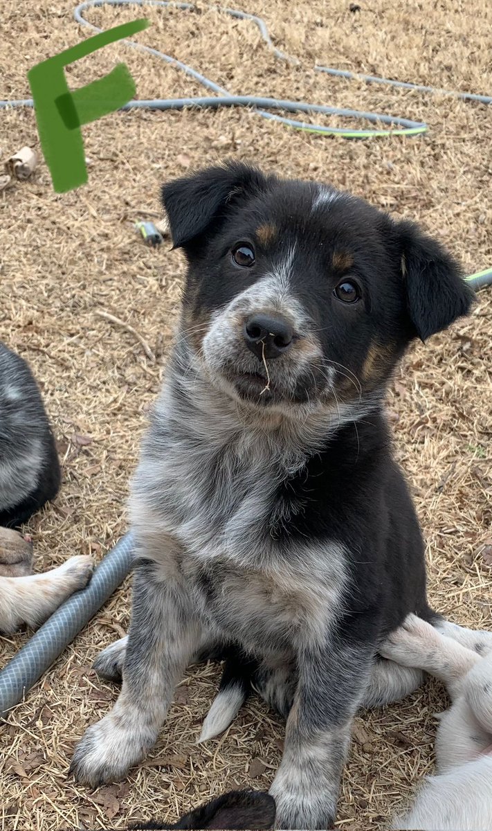 JaredDWells09's tweet photo. Border Heeler pups looking for a job. Ready to go. Pretty sharp crew. #borderheeler #bordercollie #acd #heeler https://t.co/bPvTMiJOJ5