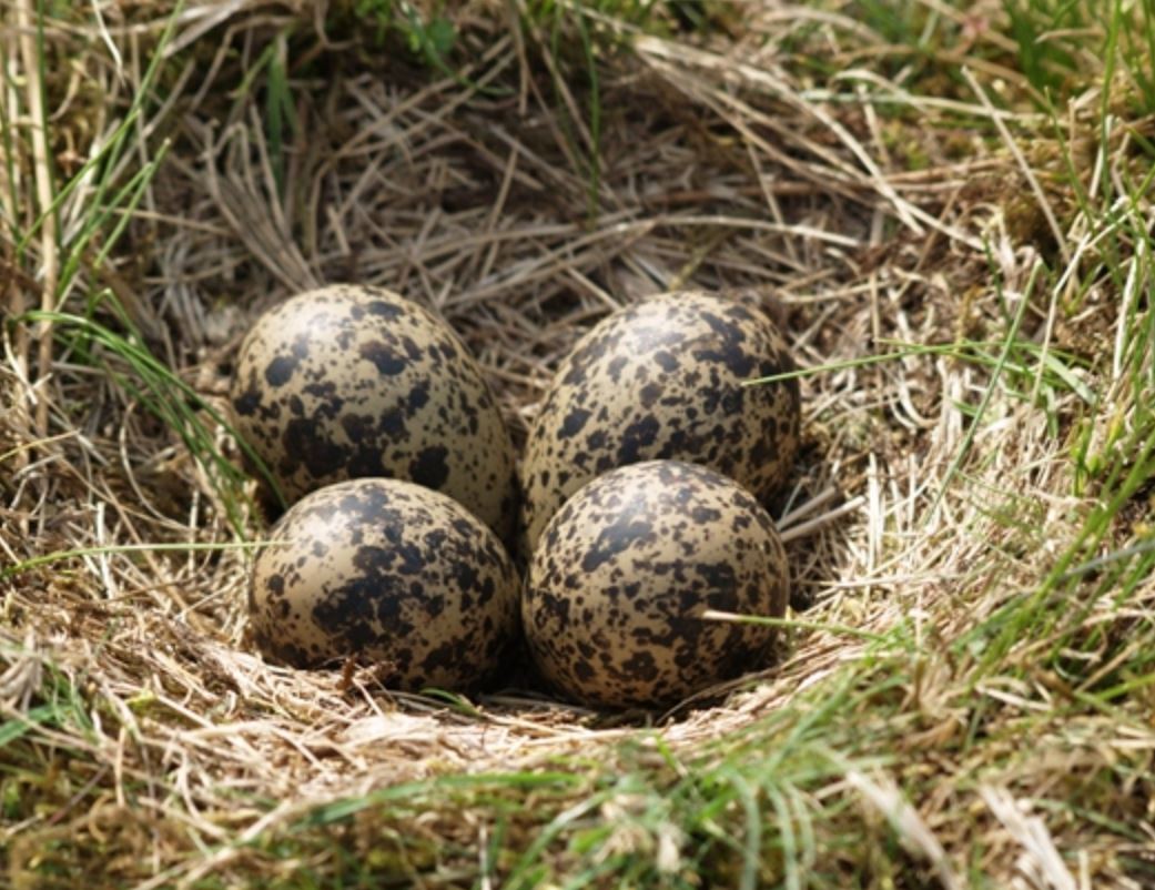 The official bird nesting season is now well under way, and despite the weather today, many birds will be incubating their eggs - so please keep your dog on a short lead when visiting the countryside this weekend #birds #wildlife #countrysidecode #BiodiversityCrisis