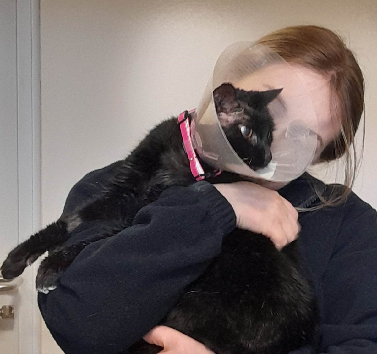 gspca (@gspca) on Twitter photo <a href="/clairecath_cart/">Claire Cathcart</a> <a href="/BBCGuernsey/">BBC Guernsey</a> we thought you would like to see an update on Oopsie the cat gspca.org.gg/blog/update-oo… and a link to some VT's youtube.com/@TheGuernseySP… <a href="/clairecath_cart/">Claire Cathcart</a> <a href="/BBCGuernsey/">BBC Guernsey</a> we thought you would like to see an update on Oopsie the cat gspca.org.gg/blog/update-oo… and a link to some VT's youtube.com/@TheGuernseySP…