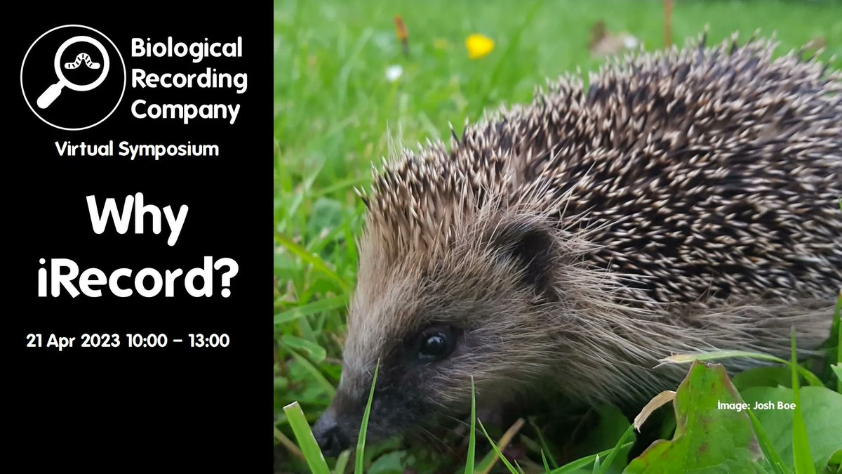 The "Why iRecord? Virtual Symposium" on 21 April showcases some fantastic biological recording initiatives. Pay what you can afford. @keirondbrown@_NFBR <a href="/iRecordWildlife/">iRecord</a> <a href="/___BRC___/">BRC</a> <a href="/UK_CEH/">UK Centre for Ecology & Hydrology</a> <a href="/CarabidaeUK/">Ground Beetle Recording Scheme</a> <a href="/SxBRC/">Sussex Biodiversity</a> <a href="/savebutterflies/">Butterfly Conservation 🦋</a> More info at buff.ly/3Lj6LeE