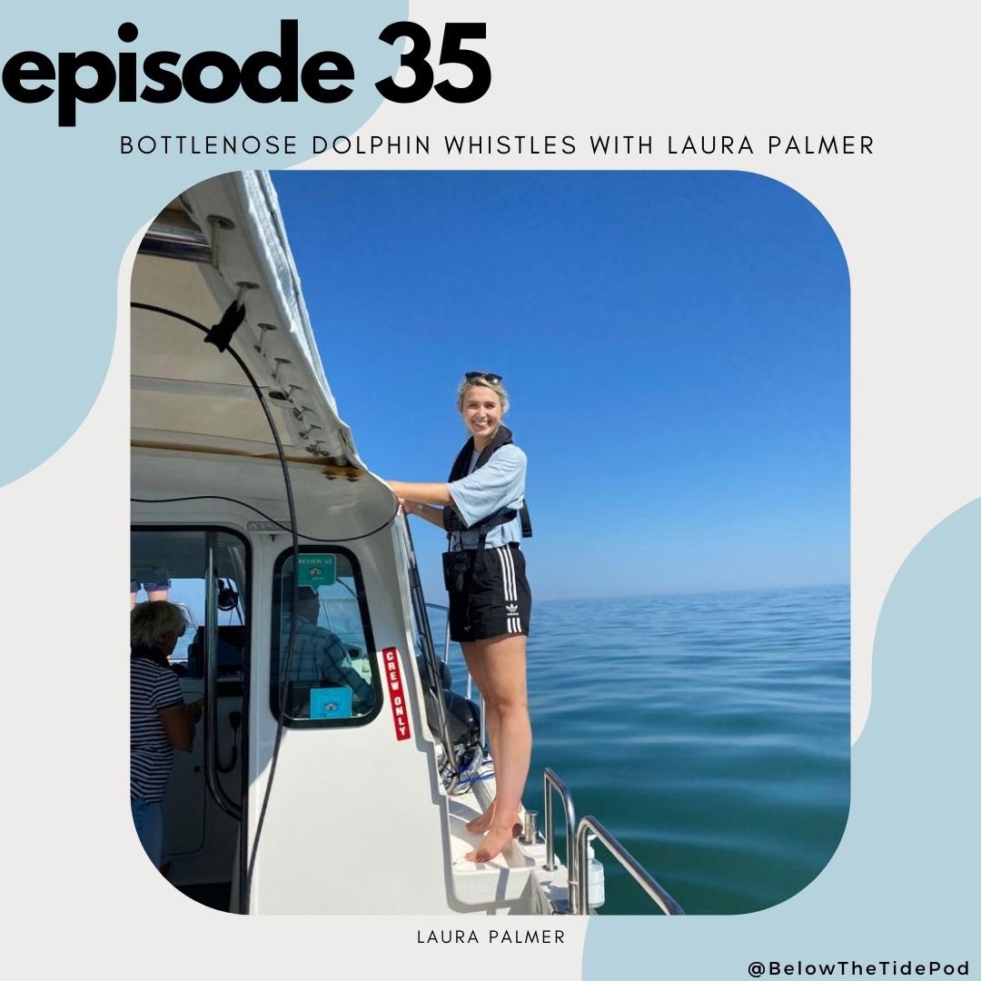 belowthetidepod's tweet photo. Did you catch EP 35 - Bottlenose Dolphin Whistles with @_laurapalmer93 ? I still can't get over how much fun it was to record with Laura. This one is all about dolphin whistles, upcoming work in Australia, and fieldwork in her area.
Listen here: https://t.co/xOwCt0Ka8N
#scicomm https://t.co/DOL1y8381G