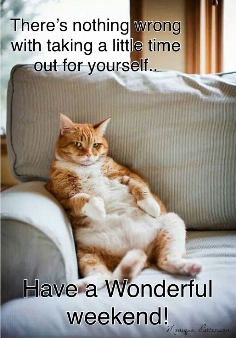 HealthySol4Pets's tweet photo. Who's ready for the #weekend? 😎

🛒 Your favorite Healthy Solutions for Pets products for your 🐶 or 🐱 are in stock and ready to purchase! Shop now https://t.co/JdFz60GcE9

#dogs #cats #pets #dogsoftwitter #catsoftwitter https://t.co/u2kqJpjIfS