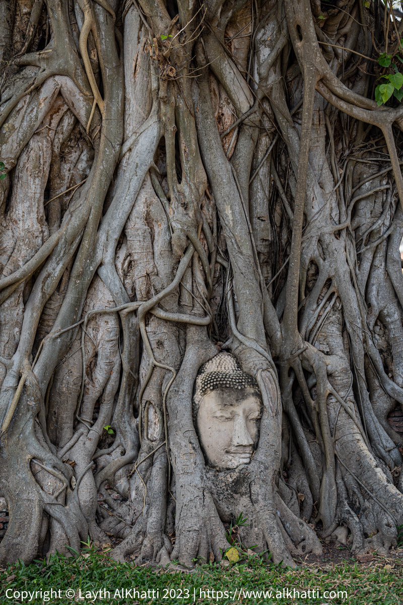 LaythCN's tweet photo. Wat Mahathat’s Buddha head sits in growing tree roots. Picture taken with my #sonya7iv #sonyalpha #tamron35150 #travelphotography #Thailand #Ayutthaya https://t.co/fBBRTUdkwo